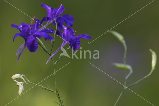 Wilde ridderspoor (Consolida regalis)