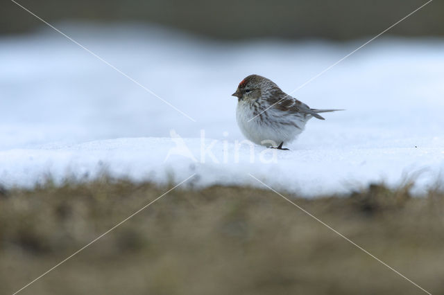 witstuitbarmsijs (Carduelis hornemanni exilipes)