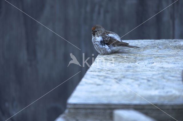 witstuitbarmsijs (Carduelis hornemanni exilipes)