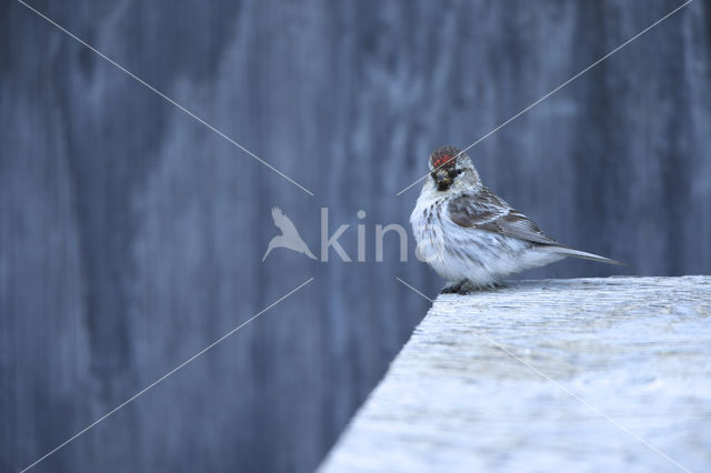 witstuitbarmsijs (Carduelis hornemanni exilipes)