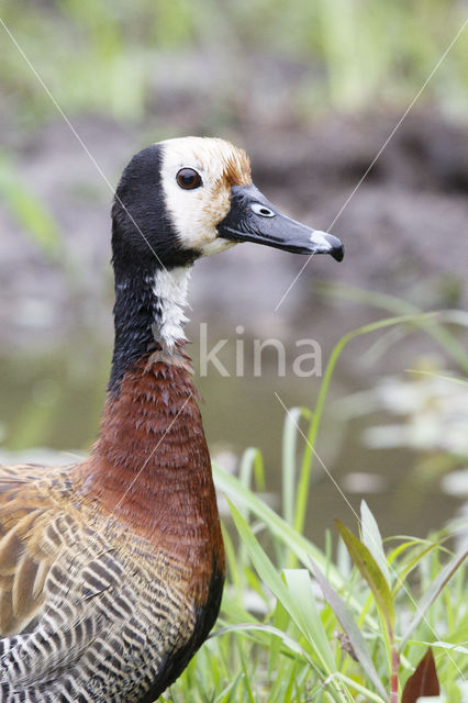 White-faced whistling duck (Dendrocygna viduata)