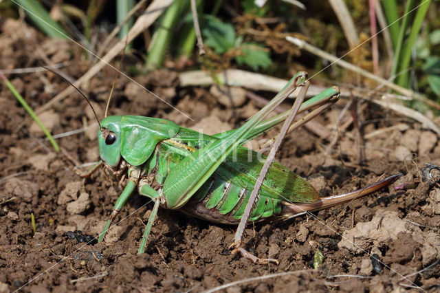 Wrattenbijter (Decticus verrucivorus)