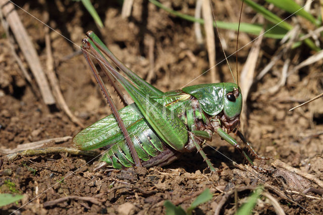 Wrattenbijter (Decticus verrucivorus)