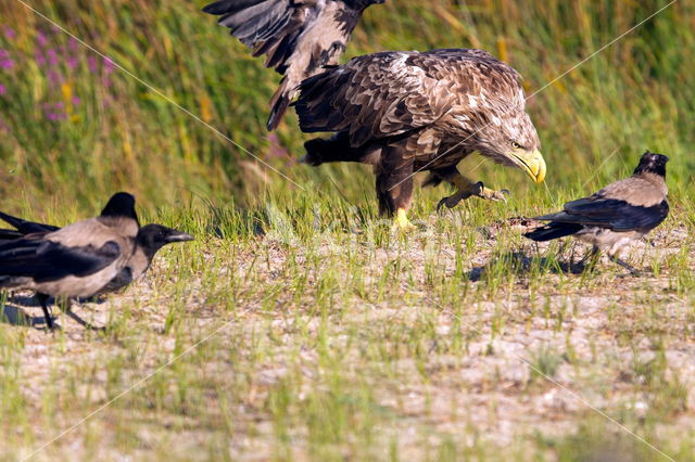 Zeearend (Haliaeetus albicilla)