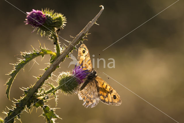 Argusvlinder (Lasiommata megera)