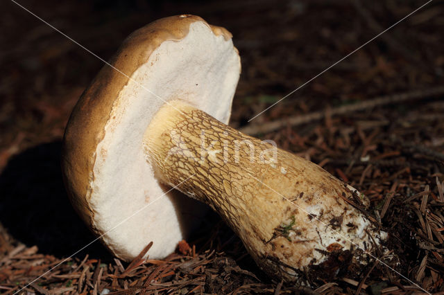 Bittere boleet (Tylopilus felleus)