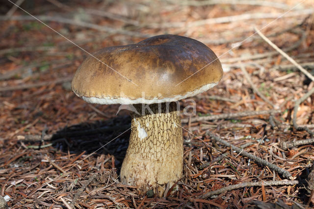 Bittere boleet (Tylopilus felleus)