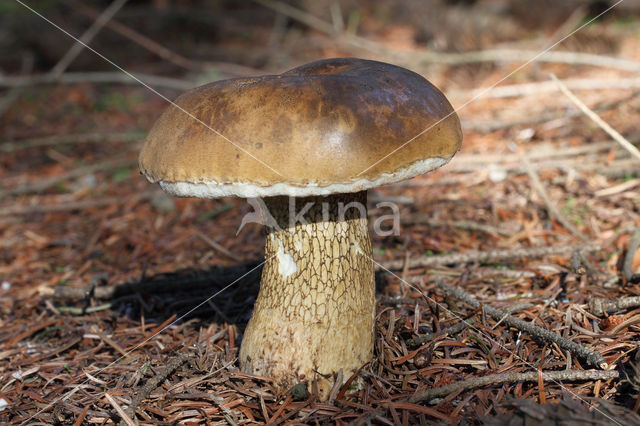 Bittere boleet (Tylopilus felleus)