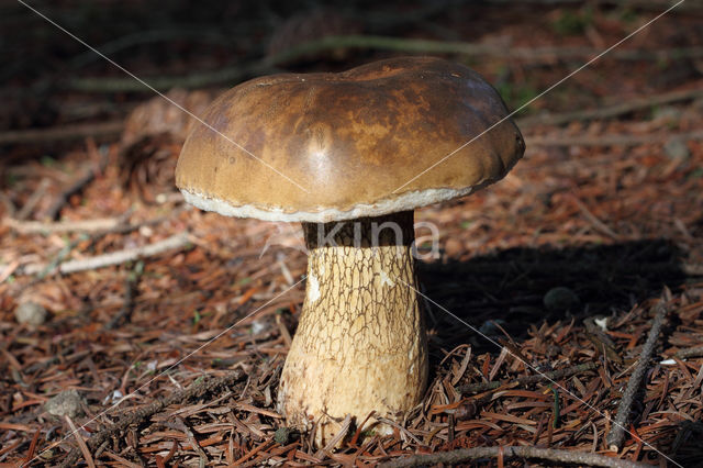 Bittere boleet (Tylopilus felleus)