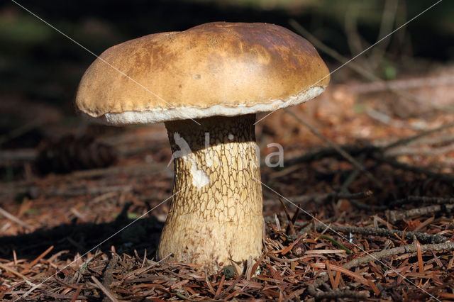 Bittere boleet (Tylopilus felleus)