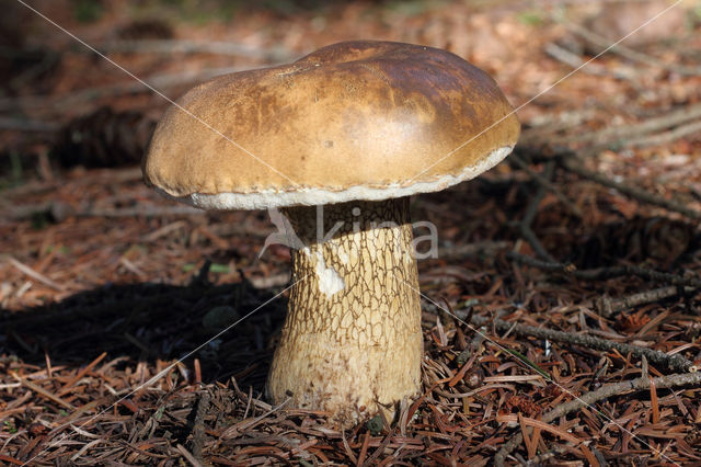 Bittere boleet (Tylopilus felleus)