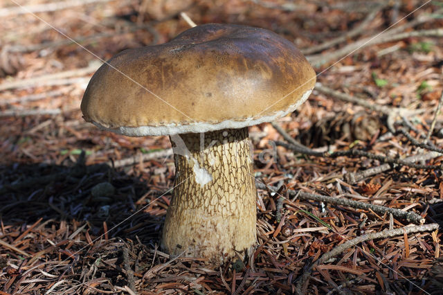 Bittere boleet (Tylopilus felleus)