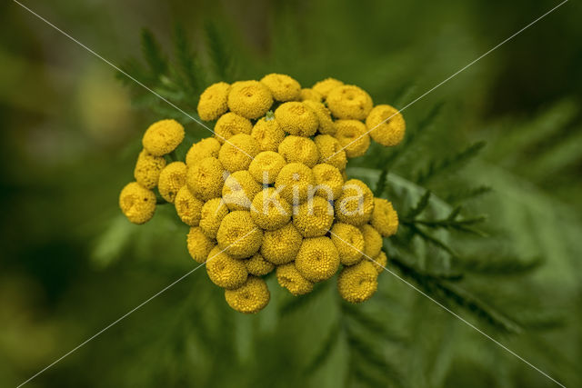 Boerenwormkruid (Tanacetum vulgare)