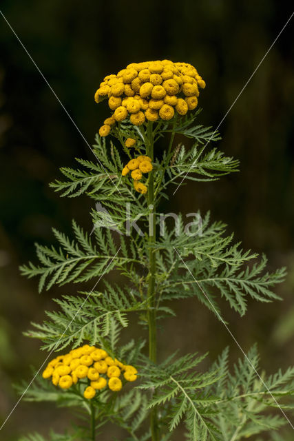 Boerenwormkruid (Tanacetum vulgare)