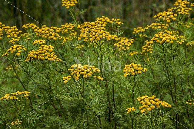 Boerenwormkruid (Tanacetum vulgare)