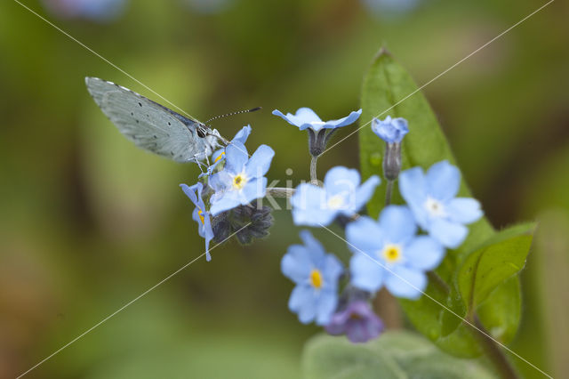 Boomblauwtje (Celastrina argiolus)