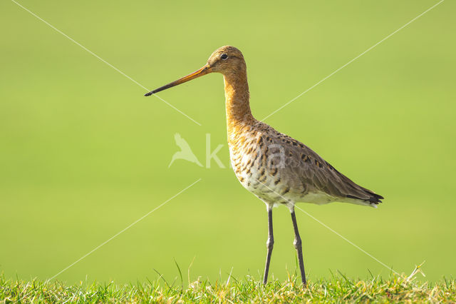 Grutto (Limosa limosa)