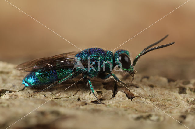 Chrysis indigotea