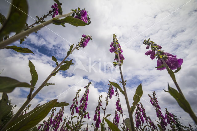 Digitalis purpurea var purpurea