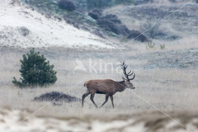 Edelhert (Cervus elaphus)