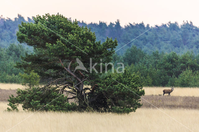 Edelhert (Cervus elaphus)