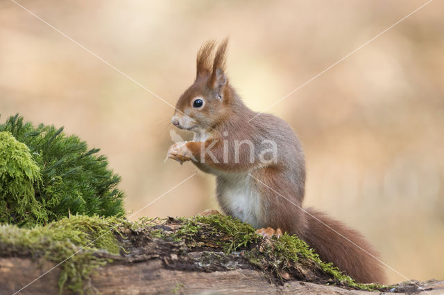 Eekhoorn (Sciurus vulgaris)