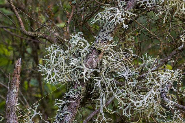 Eikenmos (Evernia prunastri)