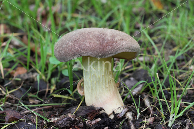 Geelnetboleet (Boletus appendiculatus)