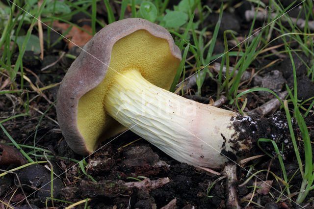 Geelnetboleet (Boletus appendiculatus)