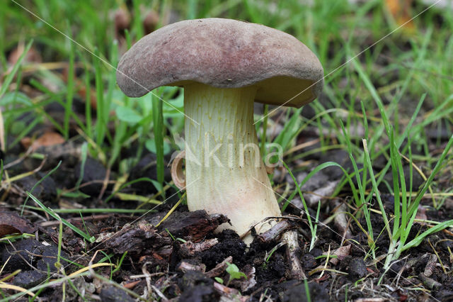 Geelnetboleet (Boletus appendiculatus)