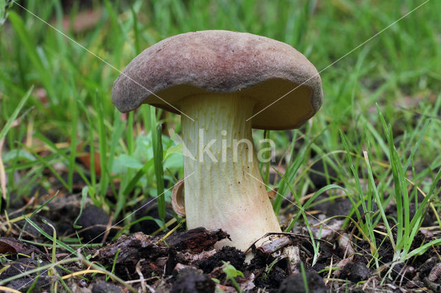 Geelnetboleet (Boletus appendiculatus)