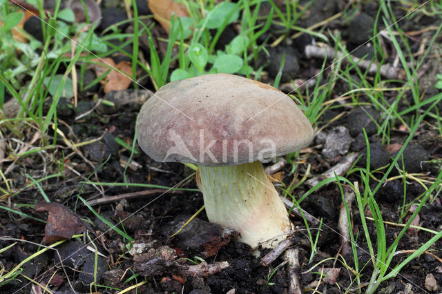 Geelnetboleet (Boletus appendiculatus)