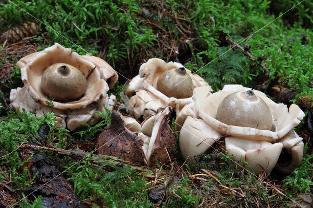 Gekraagde aardster (Geastrum triplex)