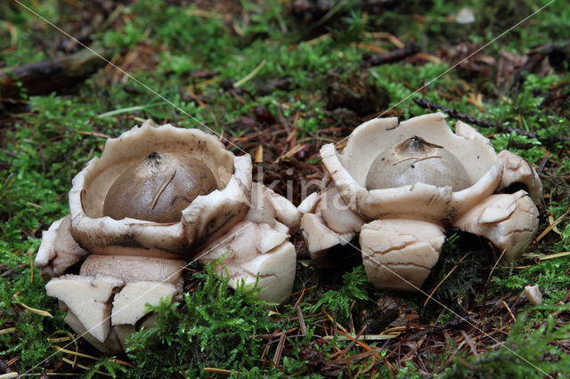 Gekraagde aardster (Geastrum triplex)