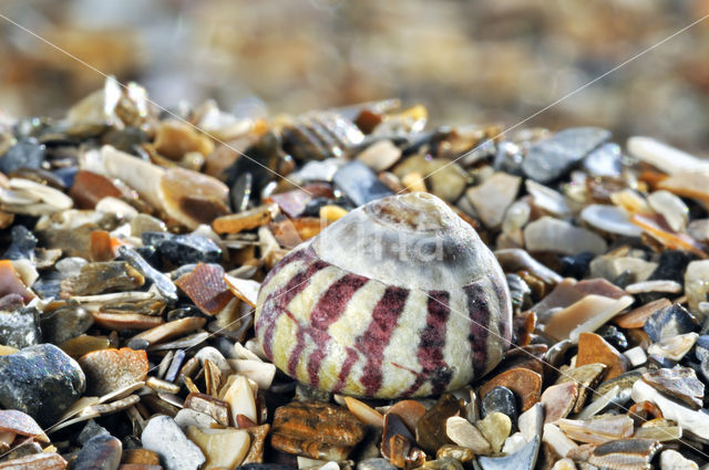 Genavelde tolhoren (Gibbula umbilicalis)