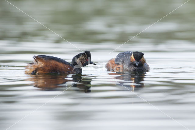 Geoorde Fuut (Podiceps nigricollis)