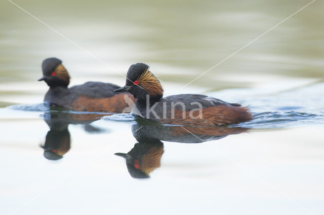 Geoorde Fuut (Podiceps nigricollis)