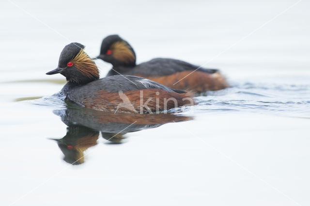 Geoorde Fuut (Podiceps nigricollis)