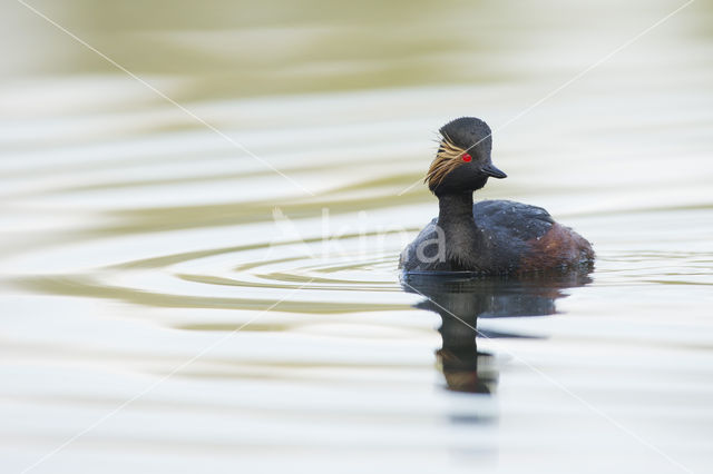 Geoorde Fuut (Podiceps nigricollis)