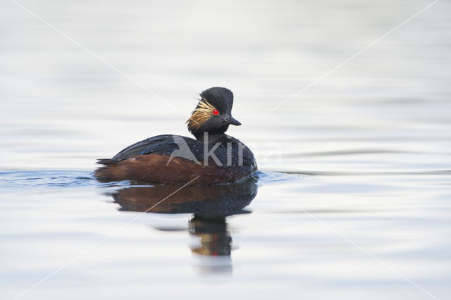 Geoorde Fuut (Podiceps nigricollis)