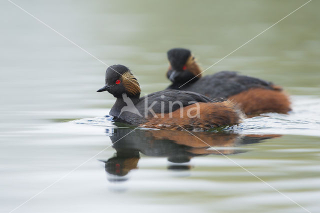 Geoorde Fuut (Podiceps nigricollis)