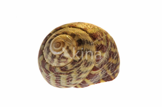 Pennant's Top-shell (Gibbula pennanti)