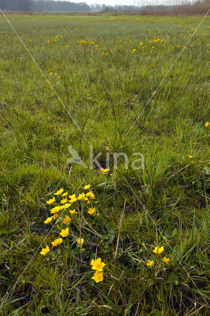 Gewone dotterbloem (Caltha palustris ssp. palustris)