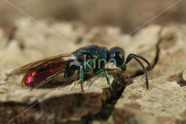 Gewone Goudwesp (Chrysis ignita)