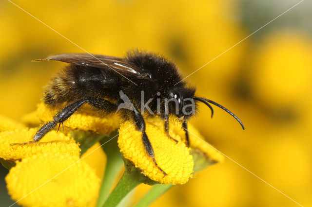 Gewone koekoekshommel (Bombus campestris)