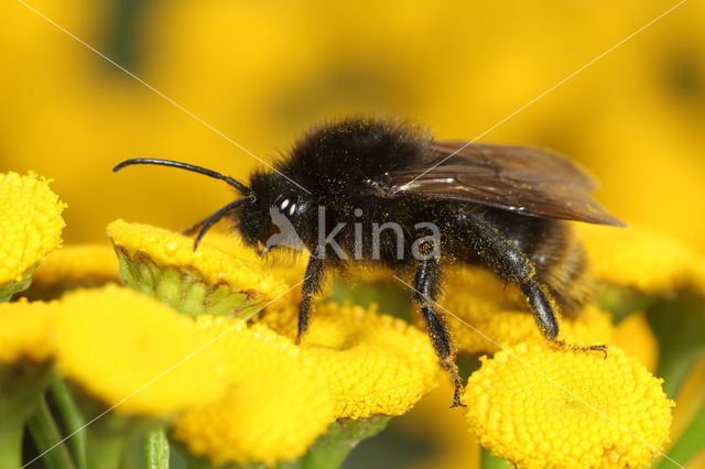 Gewone koekoekshommel (Bombus campestris)