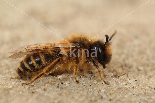 Grasbij (Andrena flavipes)