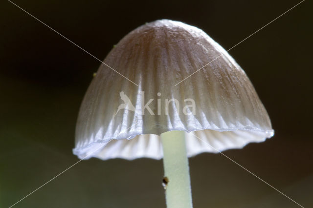 Graskleefsteelmycena (Mycena epipterygia)