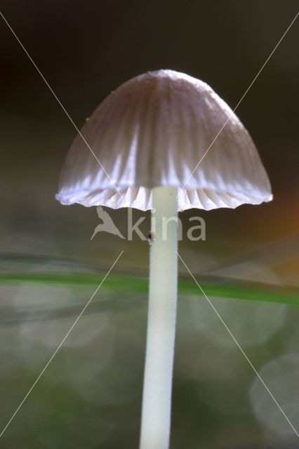 Graskleefsteelmycena (Mycena epipterygia)