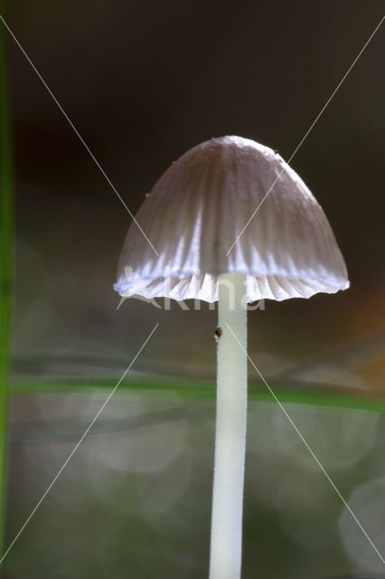 Graskleefsteelmycena (Mycena epipterygia)